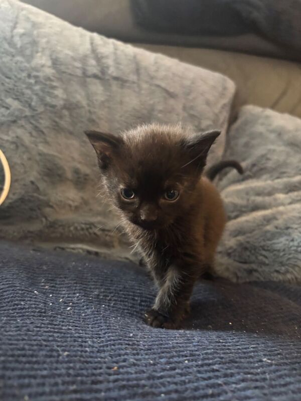 British Shorthair kittens for sale in Maidstone, Kent – 5 weeks old - Image 5 of 6
