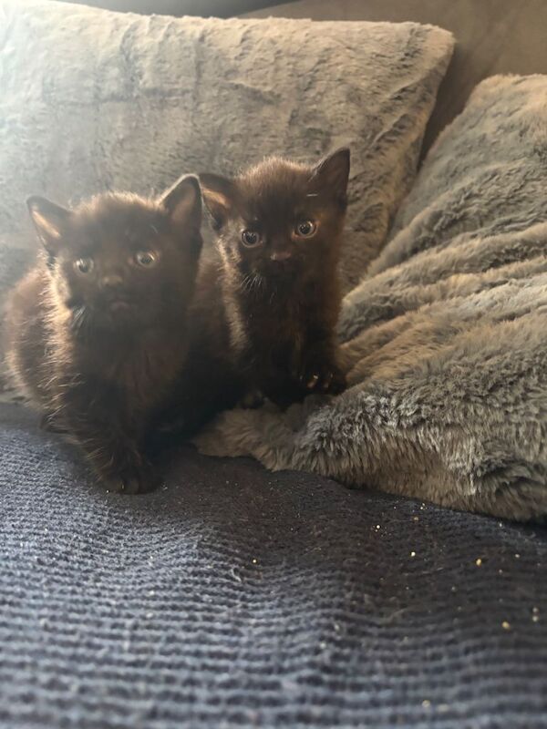British Shorthair kittens for sale in Maidstone, Kent – 5 weeks old - Image 6 of 6