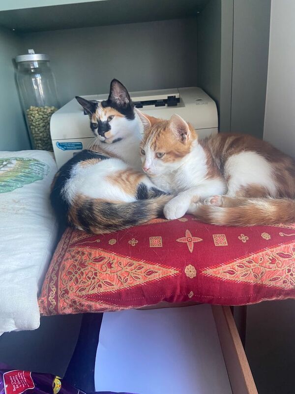 British Shorthair kittens for sale in Barnard Castle, Durham – 5 months old