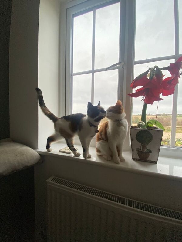 British Shorthair kittens for sale in Barnard Castle, Durham – 5 months old - Image 4 of 5