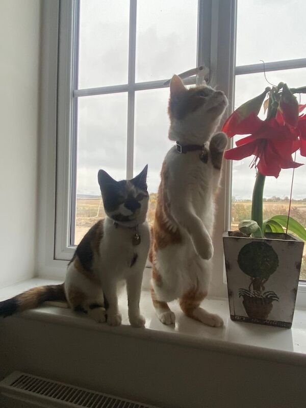 British Shorthair kittens for sale in Barnard Castle, Durham – 5 months old - Image 5 of 5