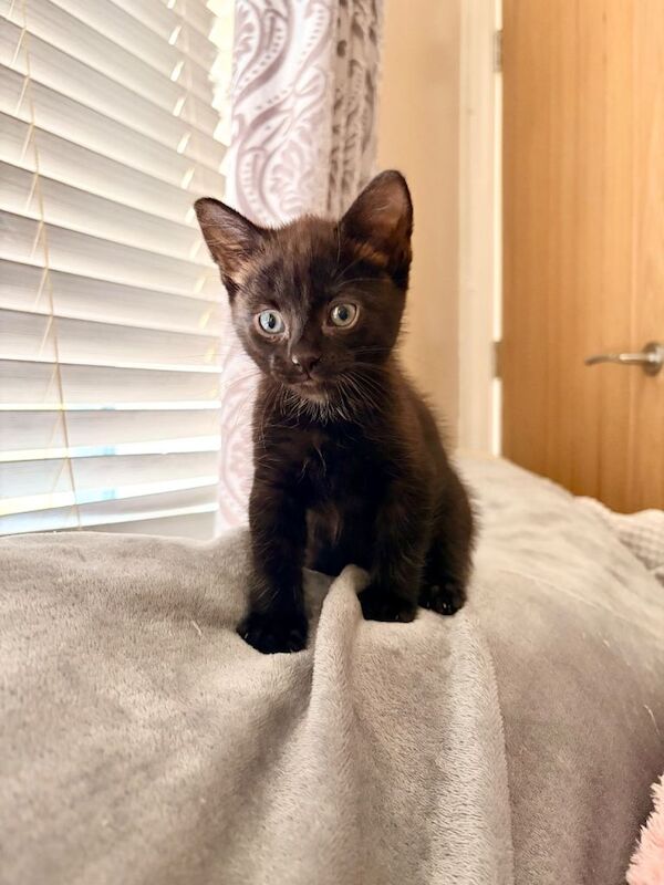 British Shorthair Kittens For Sale Under £300