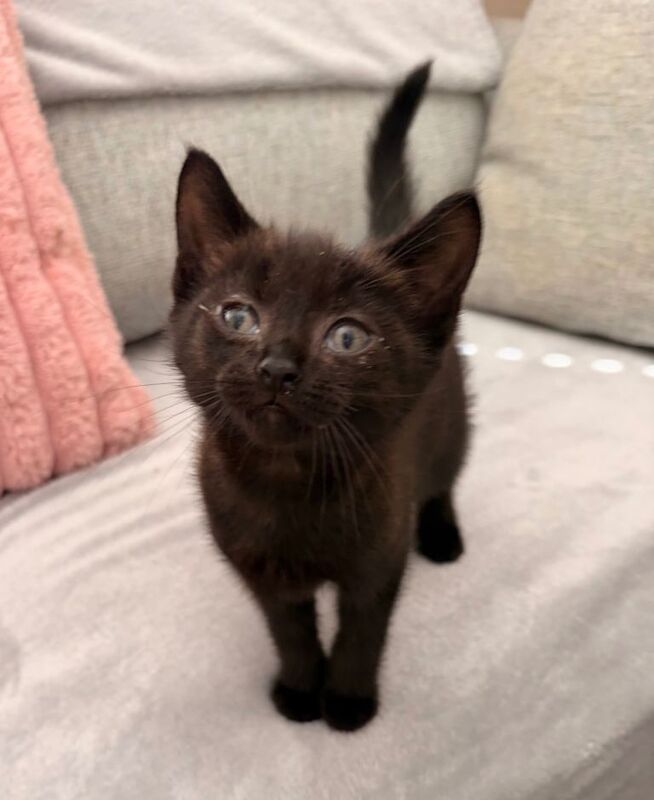 Two Little Black Kittens Ready Now! - Image 2 of 2