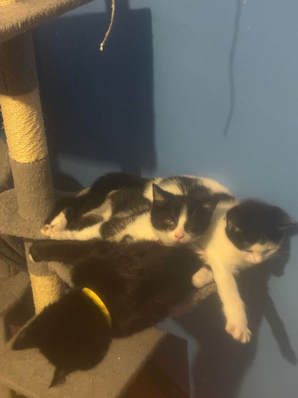 British Shorthair kittens for sale in Newtownards, County Down – 4 months old