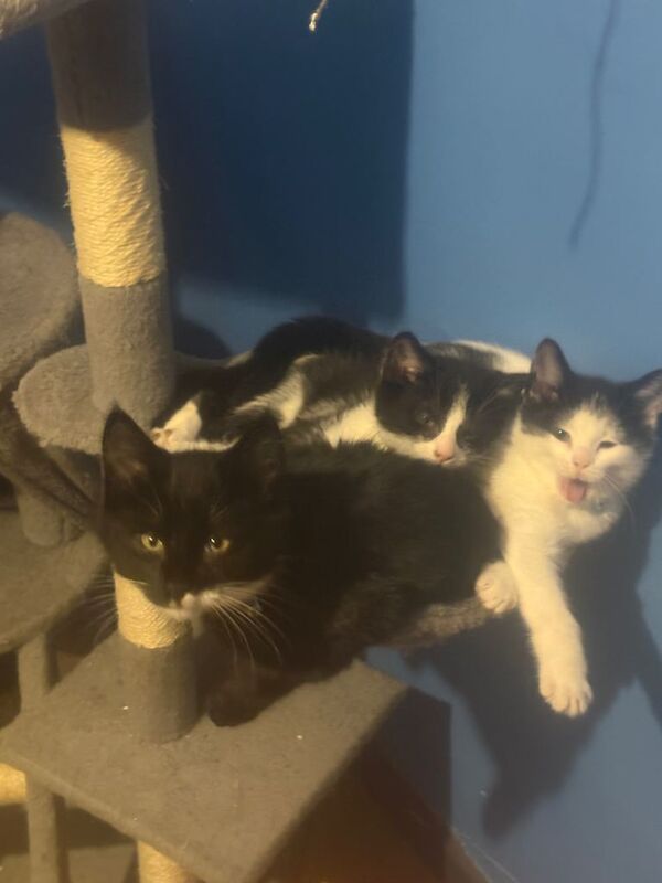 British Shorthair kittens for sale in Newtownards, County Down – 4 months old - Image 2 of 4