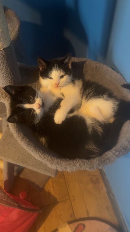 British Shorthair kittens for sale in Newtownards, County Down – 4 months old - Image 3 of 4