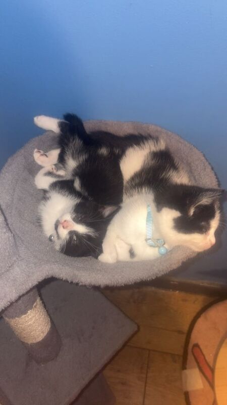 British Shorthair kittens for sale in Newtownards, County Down – 4 months old - Image 4 of 4