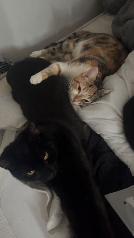 Two Tom cats for sale - Image 2 of 2