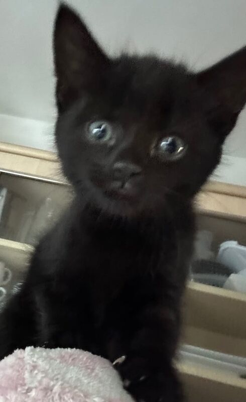 British Shorthair kittens for sale in Sneinton, Nottinghamshire – 9 weeks old