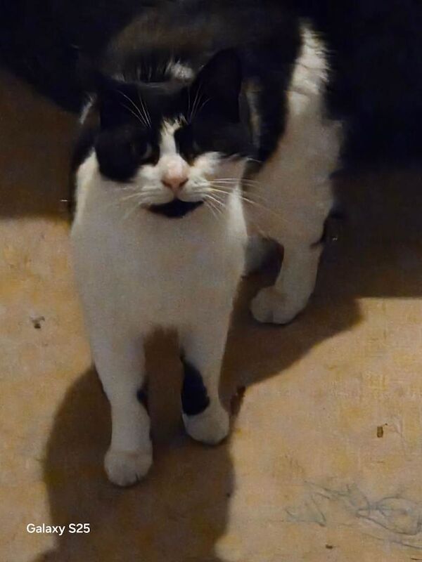 British Shorthair kittens for sale in Mitcham, Greater London – 8 years old