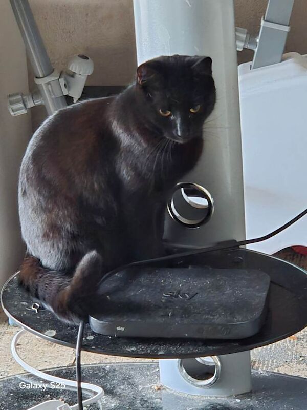 British Shorthair kittens for sale in Mitcham, Greater London – 8 years old - Image 3 of 3