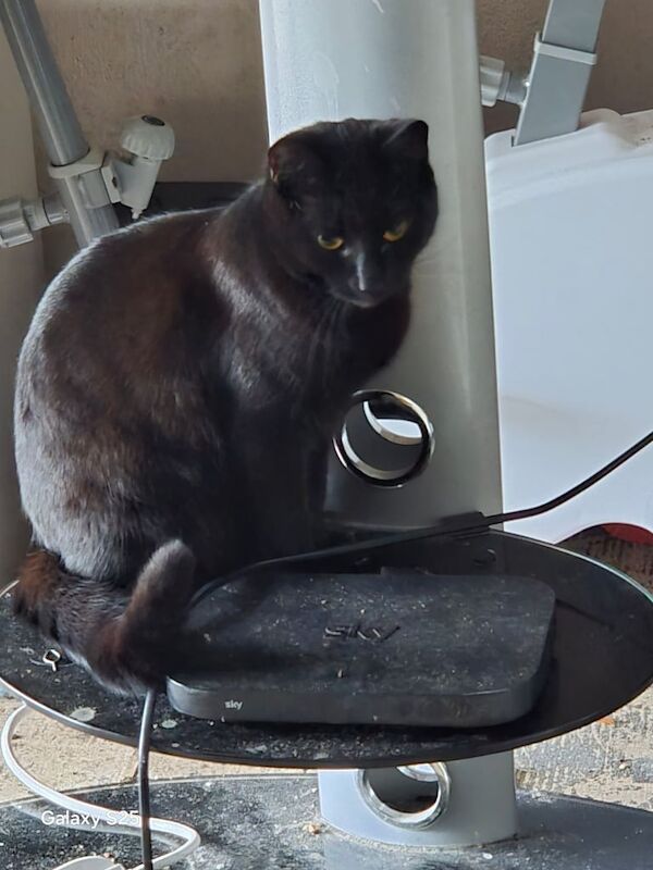 British Shorthair kittens for sale in Mitcham, Greater London – 8 years old - Image 3 of 3