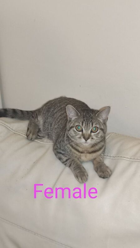 British Shorthair Kittens For Sale Under £300