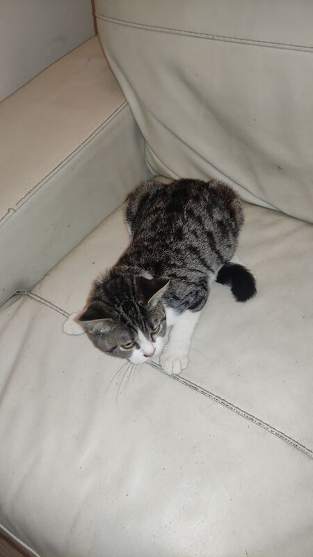 British Shorthair kittens for sale in Stechford, West Midlands – 11 weeks old - Image 3 of 3
