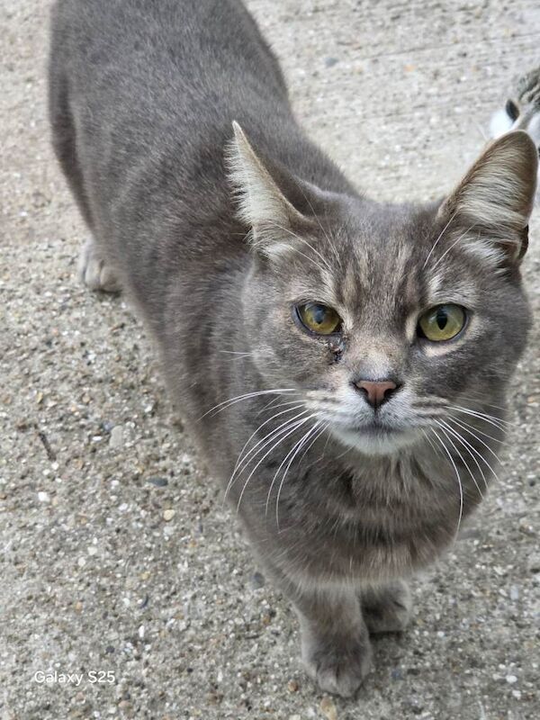 British Shorthair kittens for sale in Mitcham, London – 8 years old - Image 2 of 2