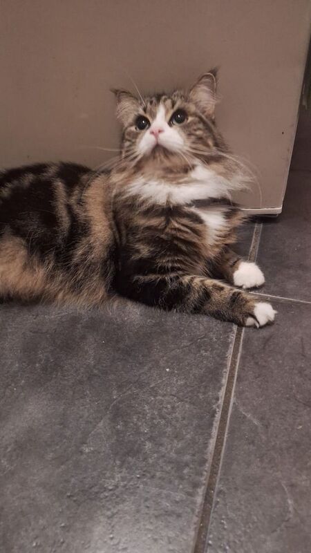 British Shorthair kittens for sale in Ealing, Greater London – 4 years old