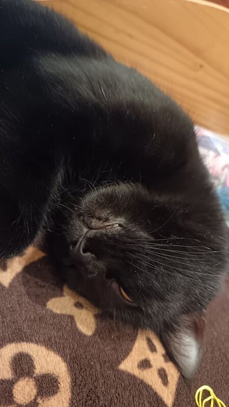 British Shorthair kittens for sale in Ealing, Greater London – 4 years old - Image 2 of 3