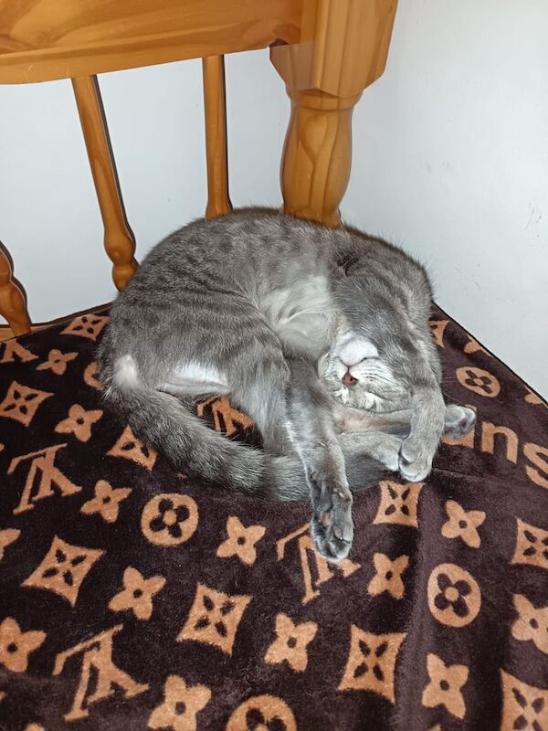 British Shorthair kittens for sale in Ealing, Greater London – 4 years old - Image 3 of 3