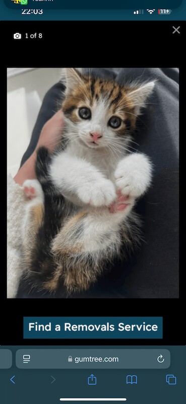 Very cute kitten for sale in Sheldon, West Midlands
