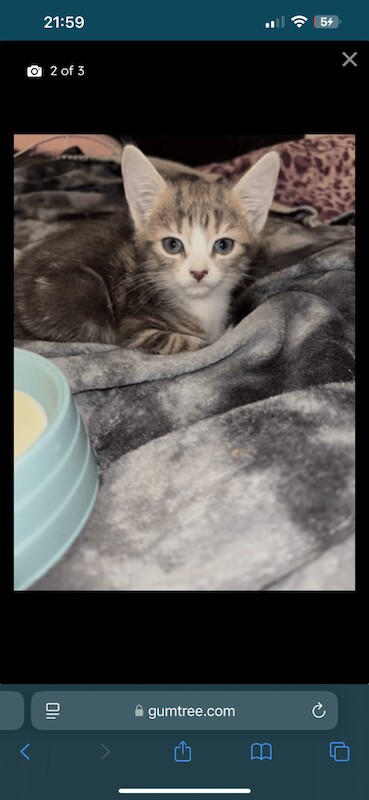Very cute kitten for sale in Sheldon, West Midlands | Image 2