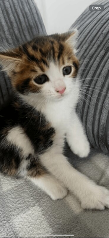 Very cute kitten for sale in Sheldon, West Midlands - Image 3