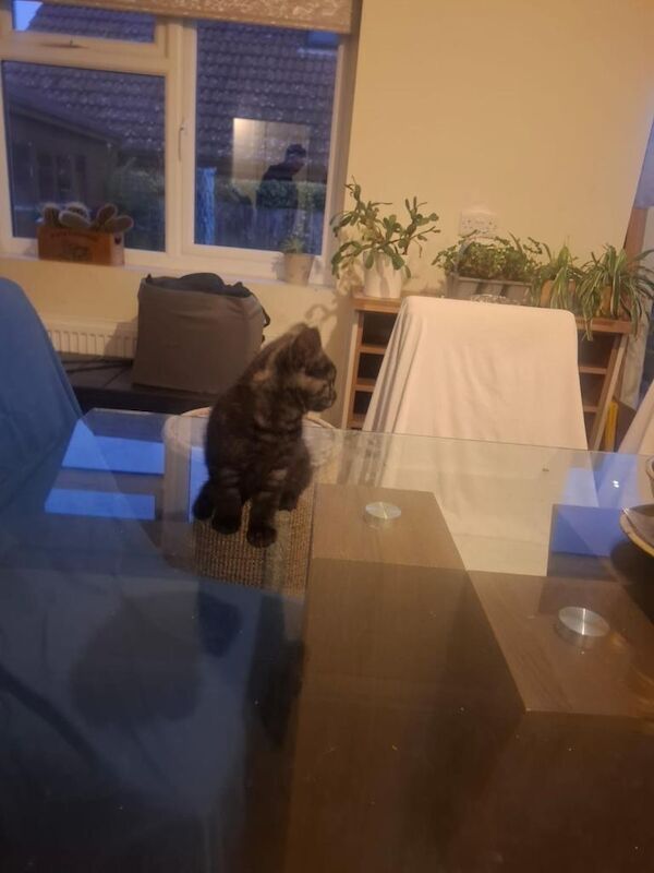 British Shorthair kittens for sale in Barton on Sea, Hampshire – 9 weeks old - Image 2 of 4