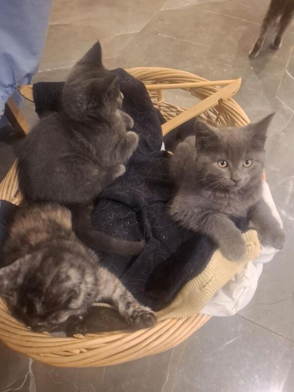British Shorthair kittens for sale in Barton on Sea, Hampshire – 9 weeks old - Image 3 of 4