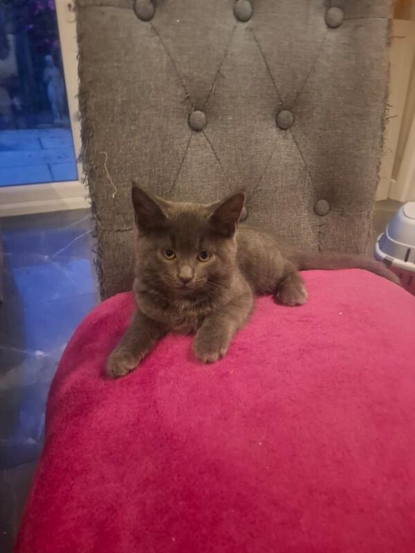 British Shorthair kittens for sale in Barton on Sea, Hampshire – 9 weeks old - Image 4 of 4