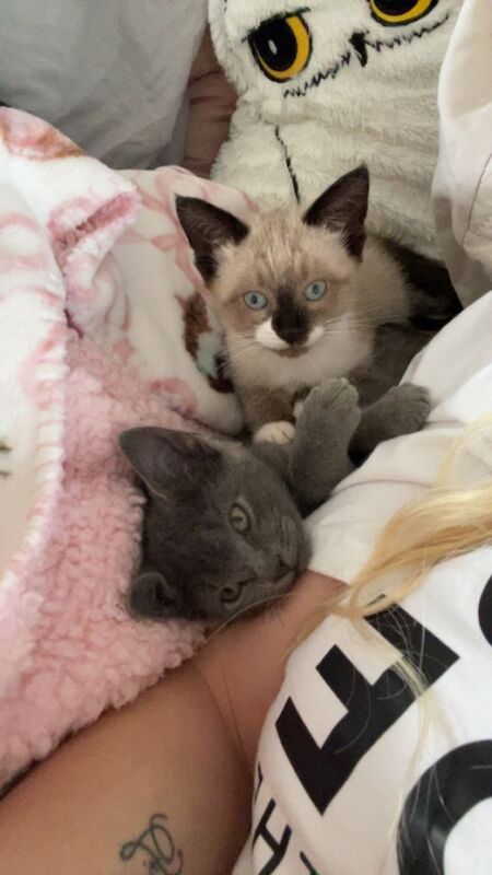 Very unique coloured female kitten