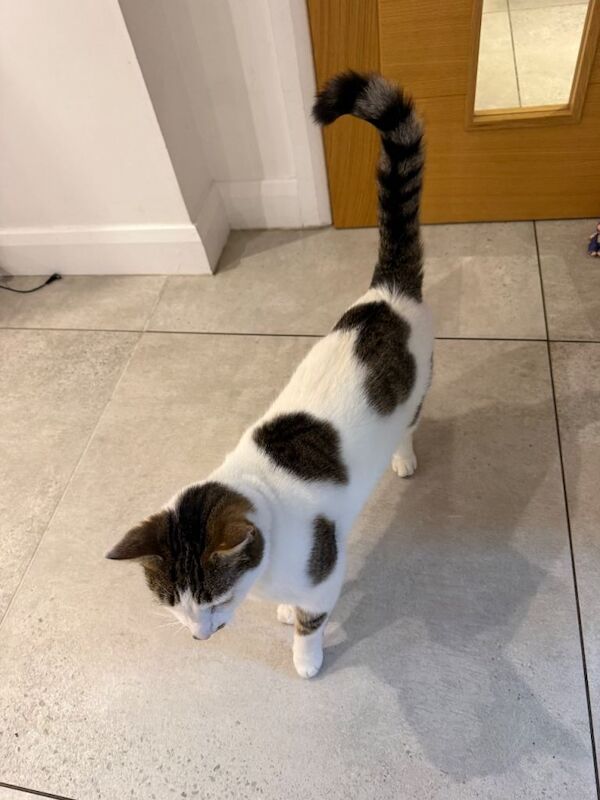 White and brown spotted cat for sale