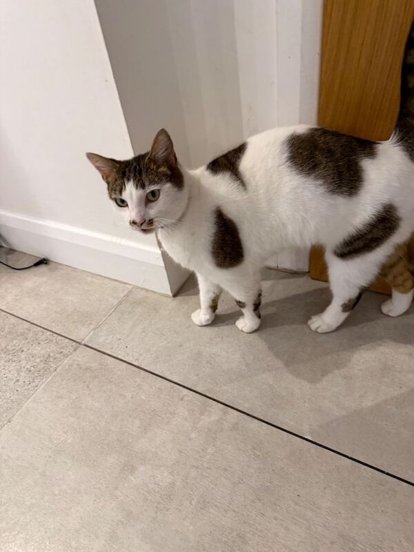 White and brown spotted cat for sale - Image 2 of 6