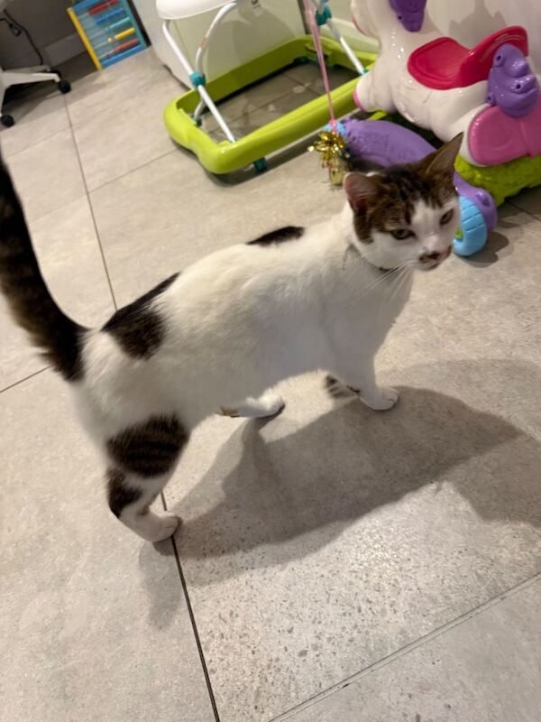 White and brown spotted cat for sale - Image 3 of 6