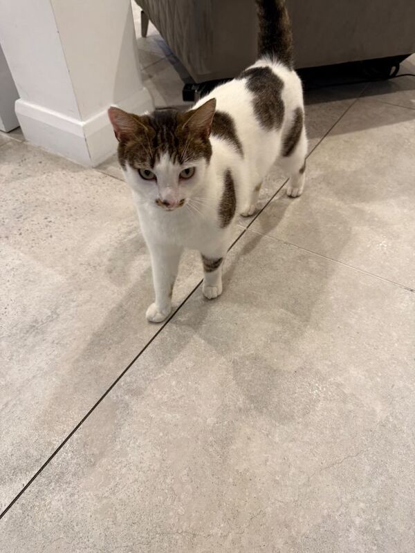 White and brown spotted cat for sale - Image 4 of 6