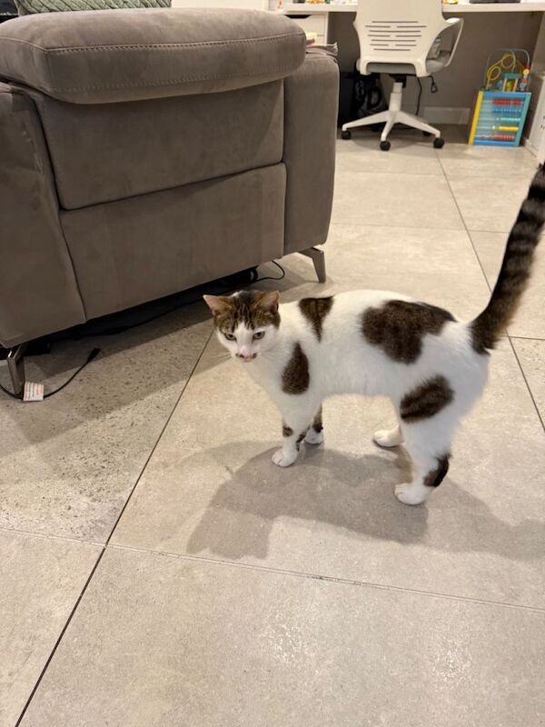 White and brown spotted cat for sale - Image 5 of 6