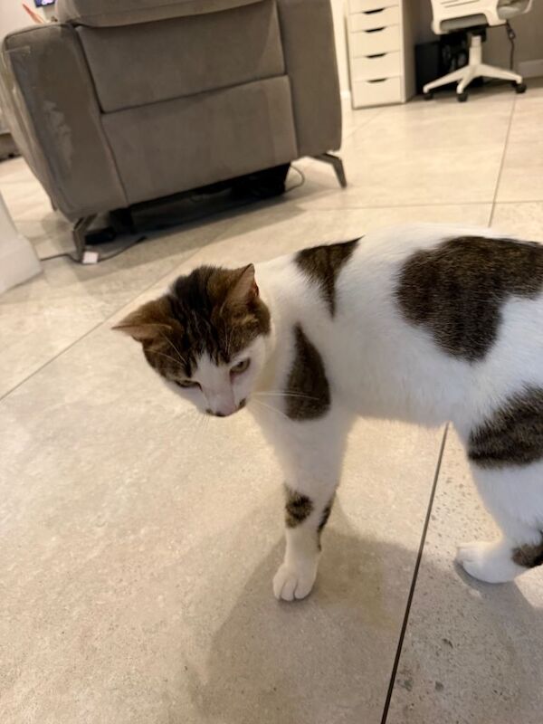 White and brown spotted cat for sale - Image 6 of 6