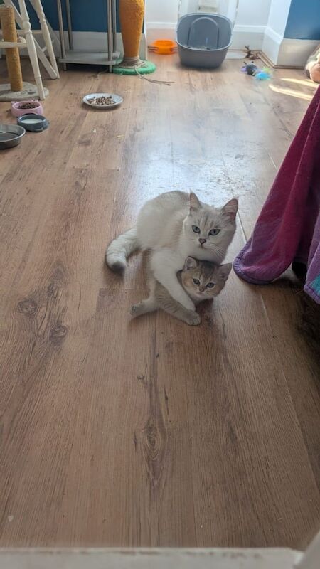 White black tip British short hair active for sale in Clacton-on-Sea, Essex | Image 2