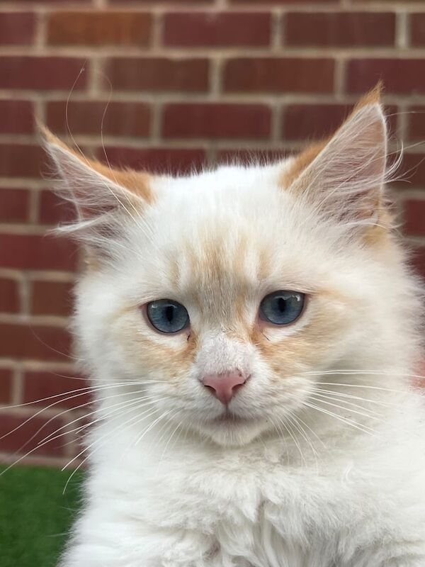 British Shorthair kittens for sale in Leeds, West Yorkshire – 4 months old