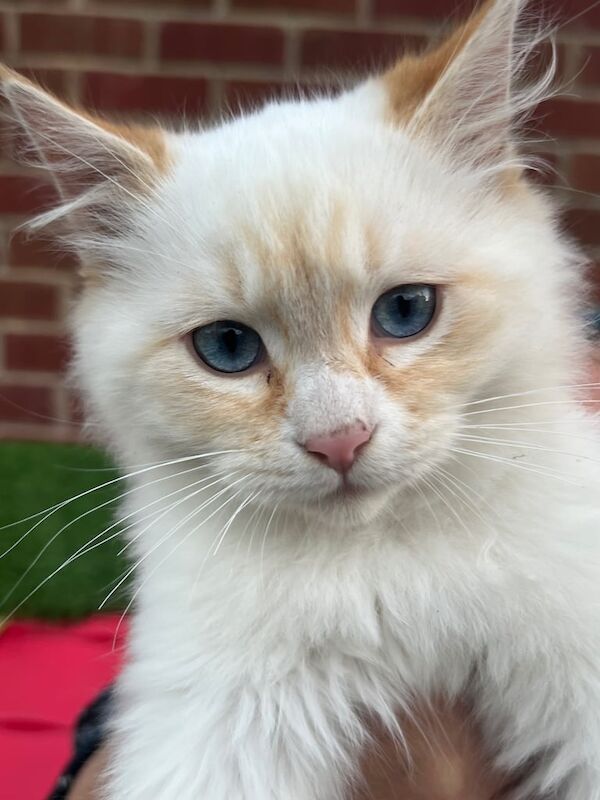 British Shorthair kittens for sale in Leeds, West Yorkshire – 4 months old - Image 3 of 3