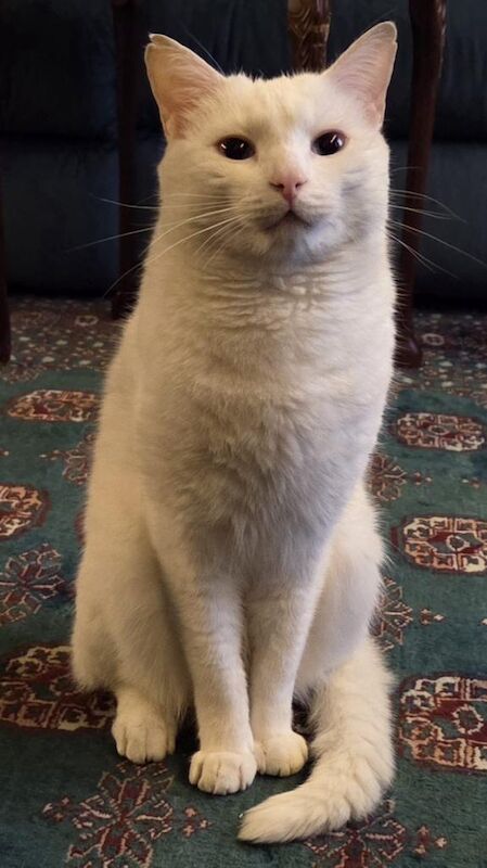 White domestic short hair cat 4 years old - Image 2 of 3