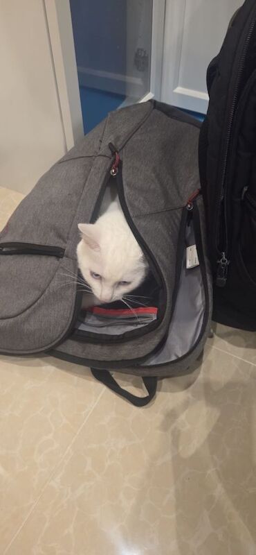 White domestic short hair cat 4 years old - Image 3 of 3