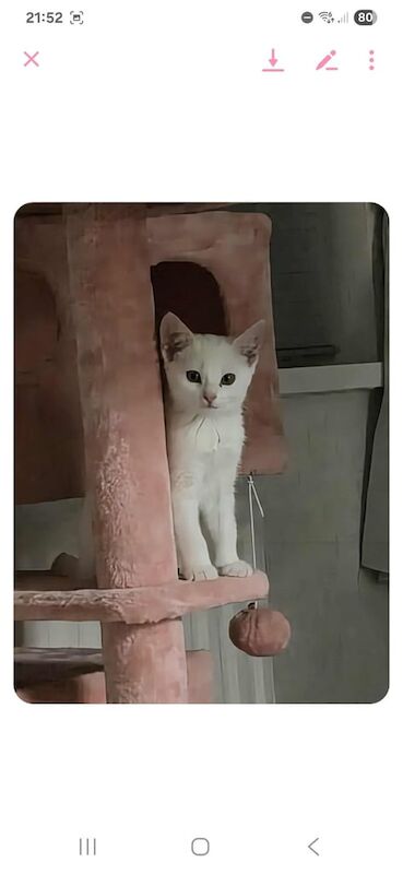 British Shorthair kittens for sale in Durham, Durham – 11 weeks old