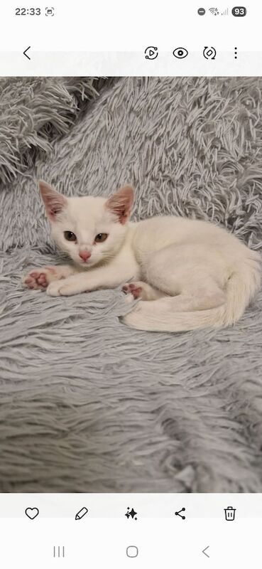 British Shorthair kittens for sale in Durham, Durham – 11 weeks old - Image 2 of 3