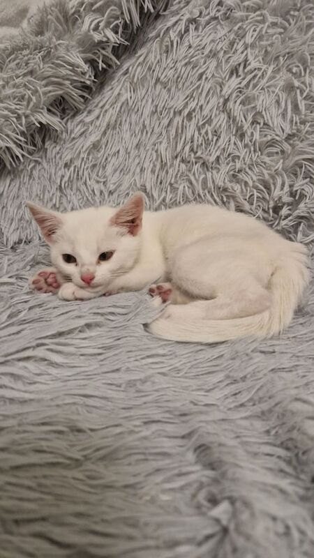 British Shorthair kittens for sale in Durham, Durham – 11 weeks old - Image 3 of 3
