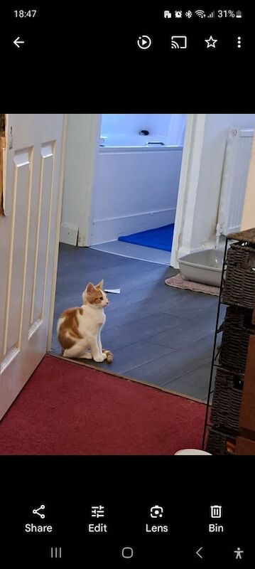 British Shorthair kittens for sale in Greenwich, Greater London – 11 months old
