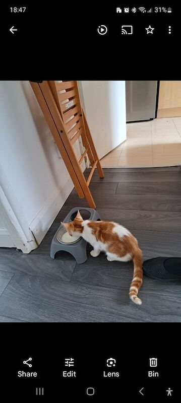 British Shorthair kittens for sale in Greenwich, Greater London – 11 months old - Image 2 of 3