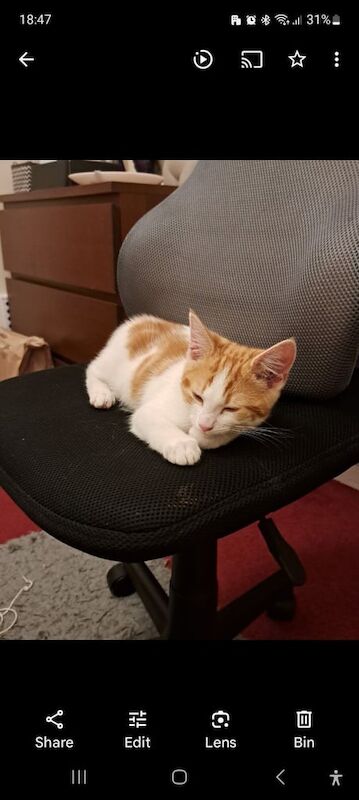 British Shorthair kittens for sale in Greenwich, Greater London – 11 months old - Image 3 of 3