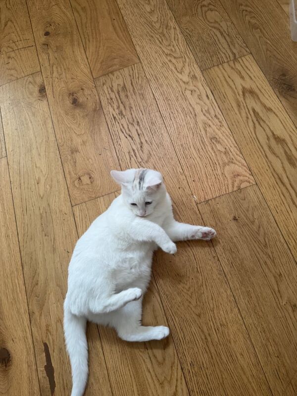 British Shorthair kittens for sale in Sandwell, West Midlands – 4 months old - Image 2 of 3