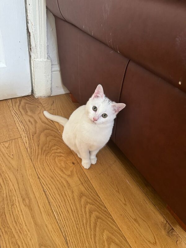 British Shorthair kittens for sale in Sandwell, West Midlands – 4 months old - Image 3 of 3