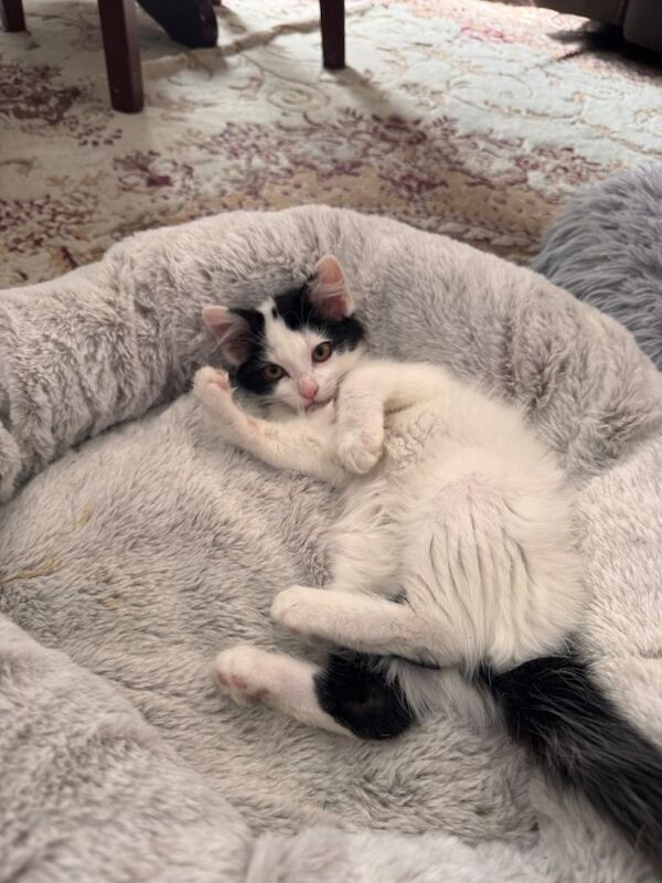 British Shorthair Kittens For Sale