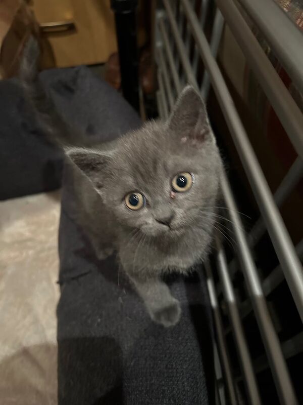 British Shorthair kittens for sale in Arnold, Nottinghamshire – 9 weeks old